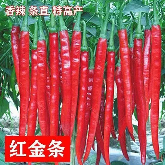 【开春新品】【厂家直发】【长线椒种子】8818香辣湖南辣椒花盆种