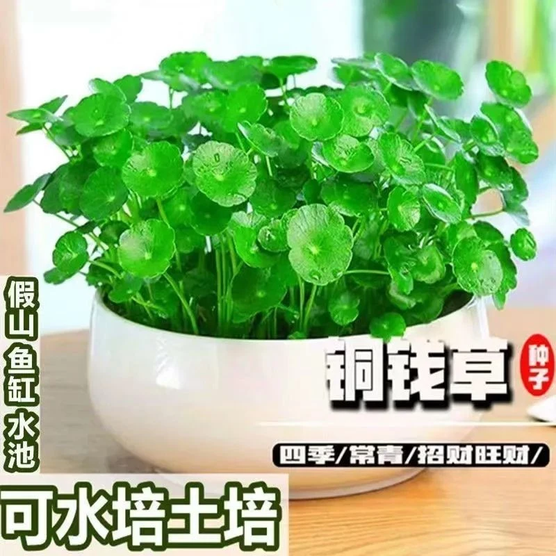 铜钱草金钱草水养种籽水培土培花种子超级大号四季庭院泡沫箱种植