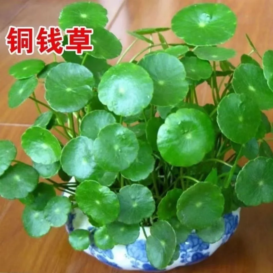 铜钱草种子四季长绿金钱草种子土培水培均可种植高档盆泡沫箱种植
