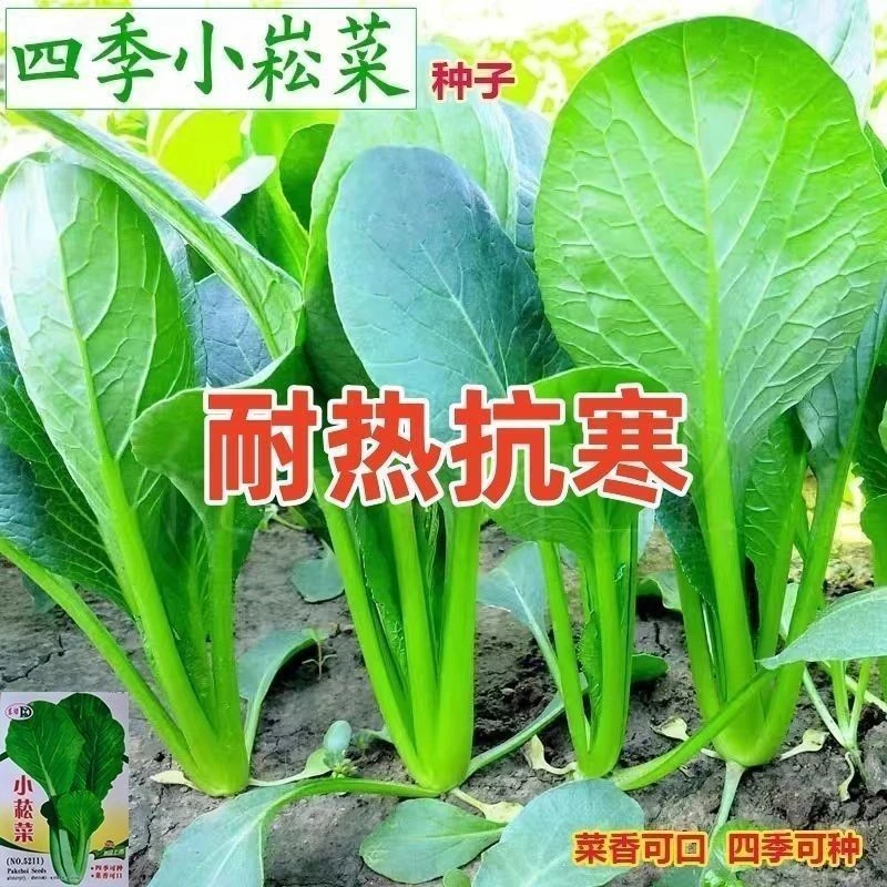 【苞出芽】小松菜种子小菘菜甜脆速生青梗菜青松菜阳台秋冬种