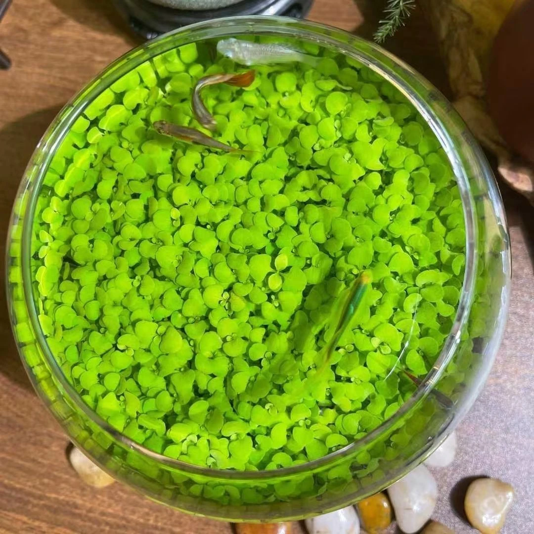 【开春新品】水草种子水草泥水草缸生态玻璃鱼缸小型小鱼缸花盆种