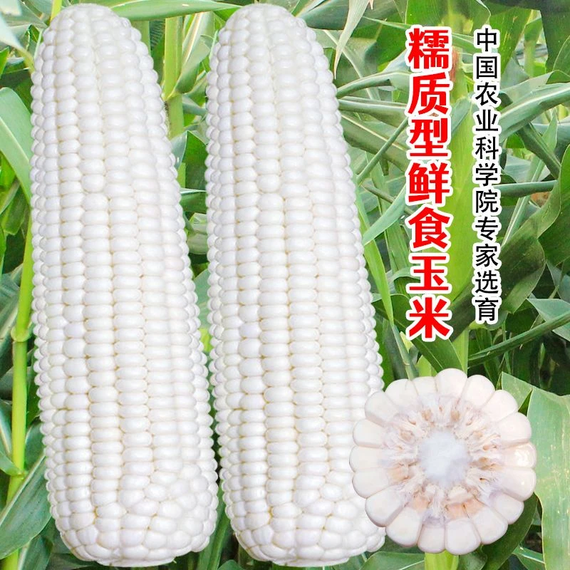 【春播新种】白甜糯玉米种子高产四季播白糯玉米非转基泡沫箱种植