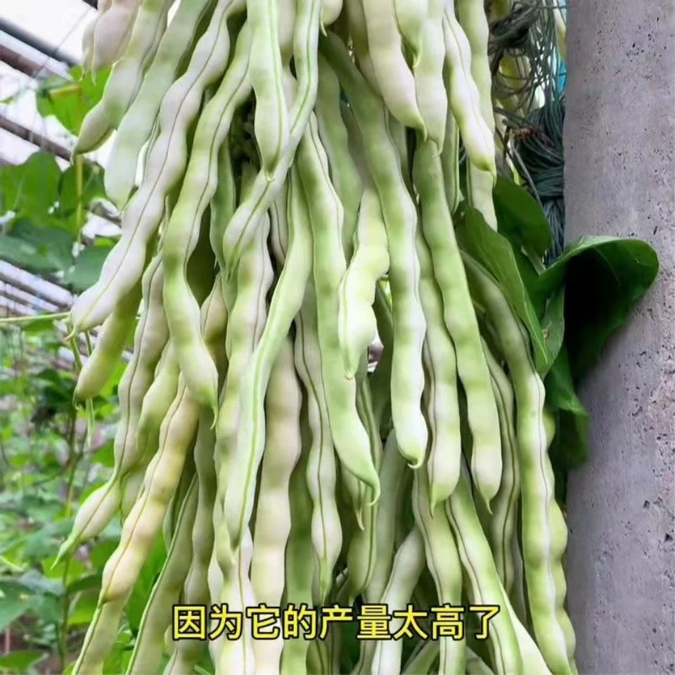 【开春新品】九粒白摘不败芸豆种子批发大全原装白不老四季豆菜