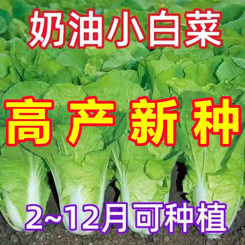 【苞出芽】四季快菜奶油小白菜生吃新鲜小白菜爽口农家小白菜秋冬种