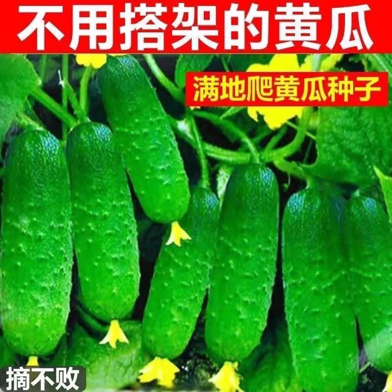 【开春新品】速生四季播种水果黄瓜节节瓜高产小黄瓜地载阳花盆种