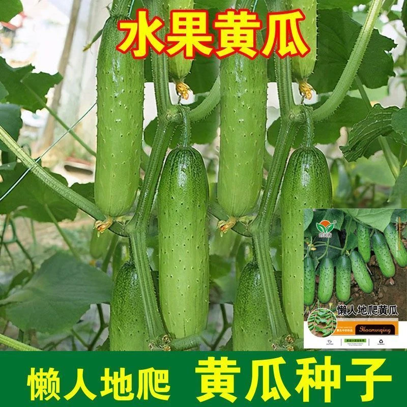 【苞出芽】【四季爆品】不搭架满地爬黄瓜种孑无架黄瓜种子懒人秋冬种