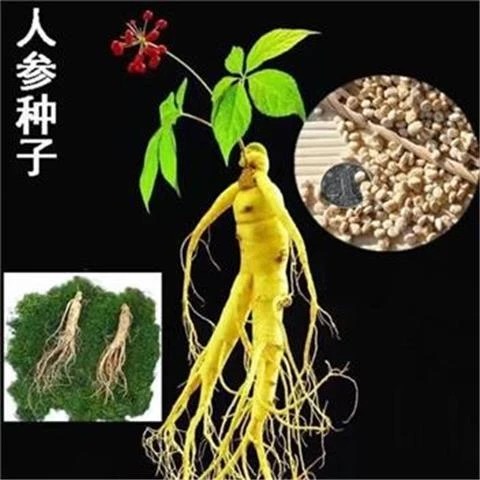 长白山种子种子四季易种材菜园秋冬育苗
