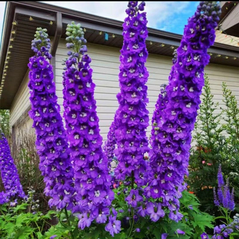 春秋季大花飞燕草种子多年生四季开花盆栽室外庭家庭花盆种播种