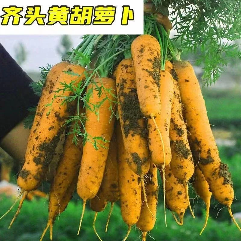 【苞出芽】齐头黄胡萝卜种子黄参水果胡萝卜籽农家春秋四秋冬种