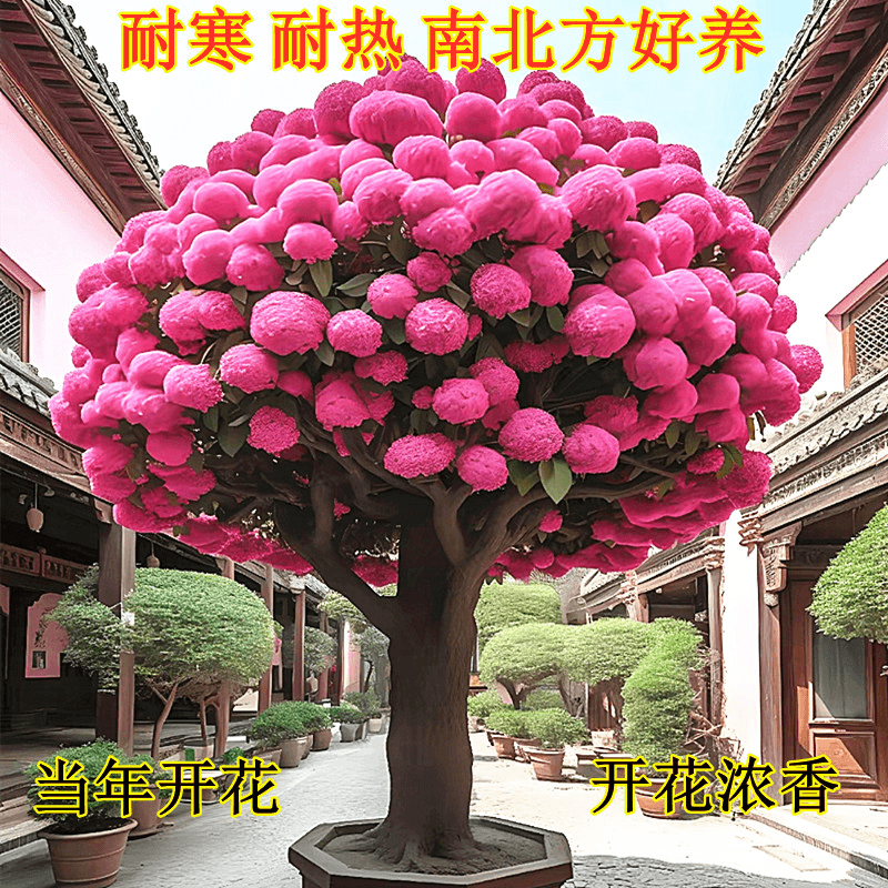 耐寒植物流苏树苗室外庭院风景树流苏花苗四月雪花卉盆栽好养的花