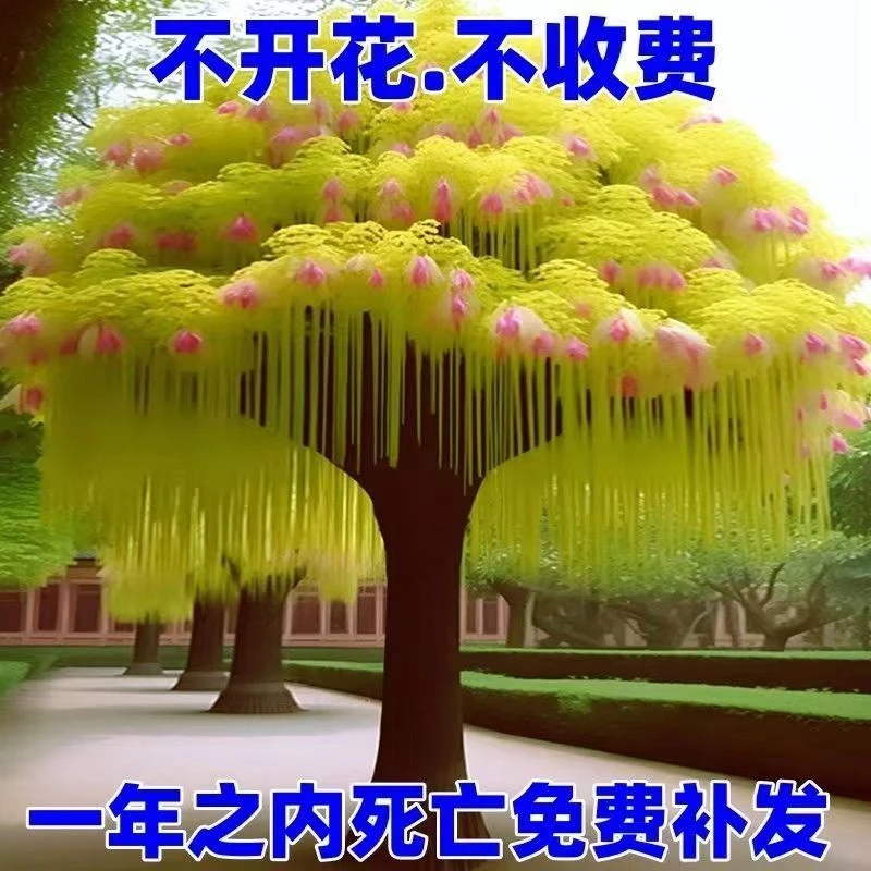 耐寒名贵流苏树苗室外庭院风景树流苏花苗四月雪花卉发货好养的花