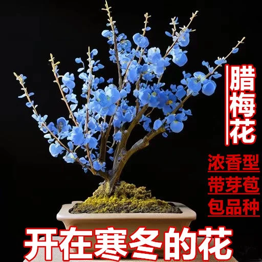 【带花苞】原生腊梅花老桩浓香型耐寒阳台庭院秋冬花卉红梅花盆栽