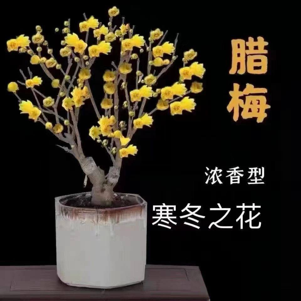 【带花苞】腊梅梅花盆栽地栽老桩浓香型耐寒植物冬天开花室内外花卉