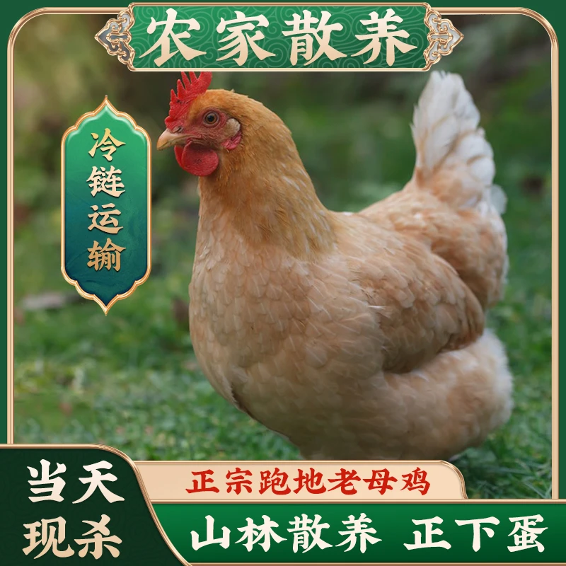 【3只老母鸡】散养土母鸡月子鸡 买一送二 到手三只净重6-6.5斤