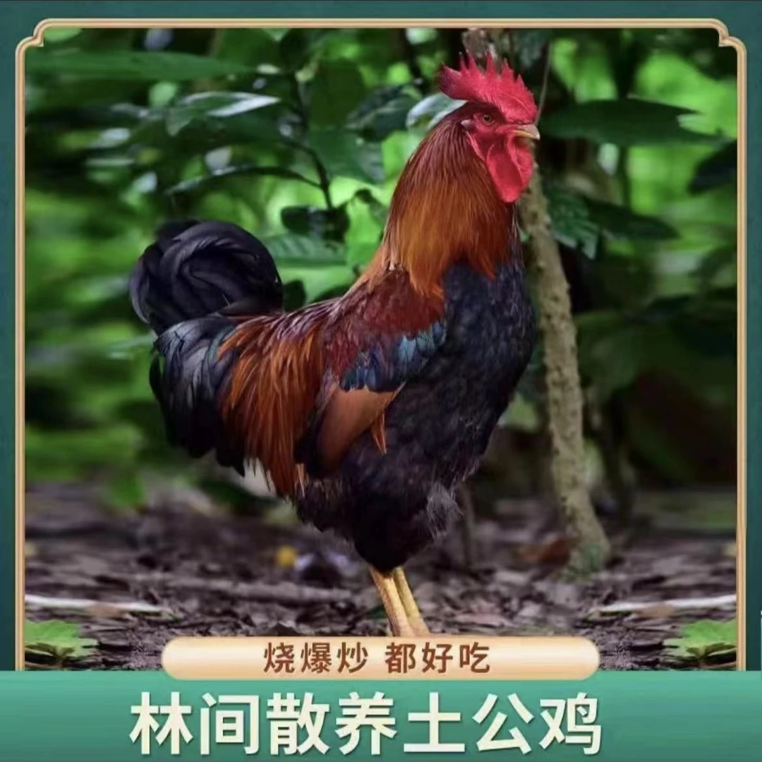 【小丁家】放养黄脚土公鸡 肉质鲜嫩 带内脏  3只净重9斤