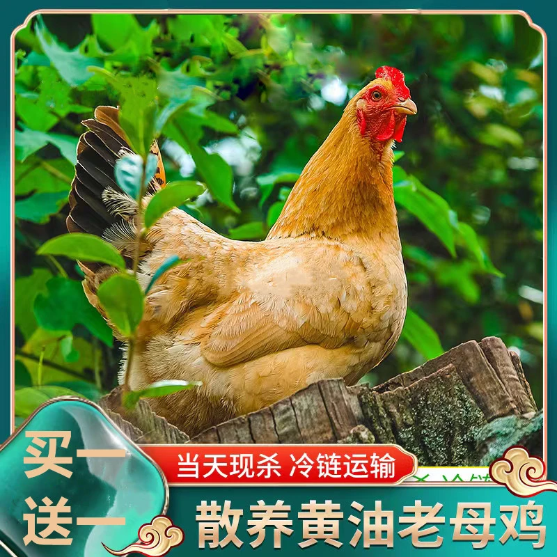 【大妹土鸡】放养两年黄油老母鸡土鸡 两只净重4.5-5斤