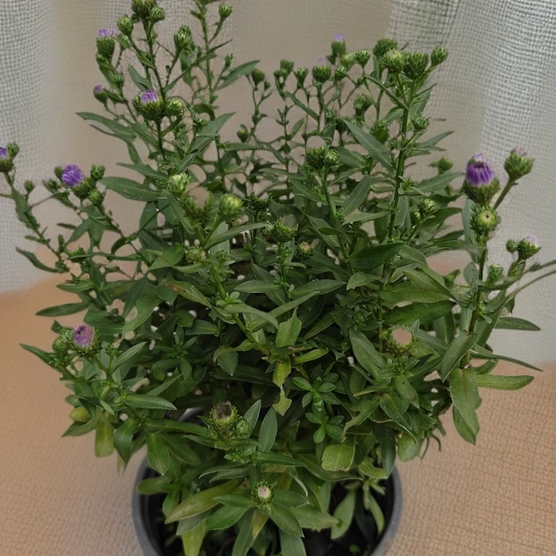 耐热耐寒多年生翠菊盆栽2盆四季开花庭院阳台好养花卉