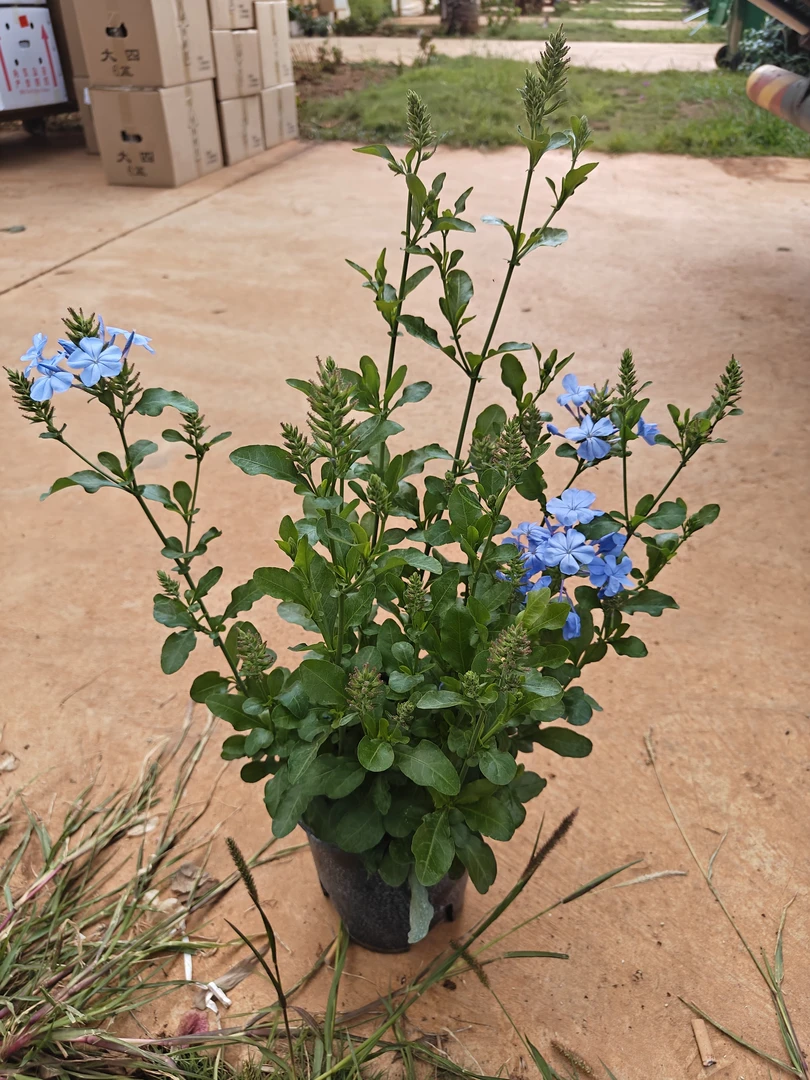加仑盆蓝雪花平皮实耐造好养，适合室内室外阳台地栽