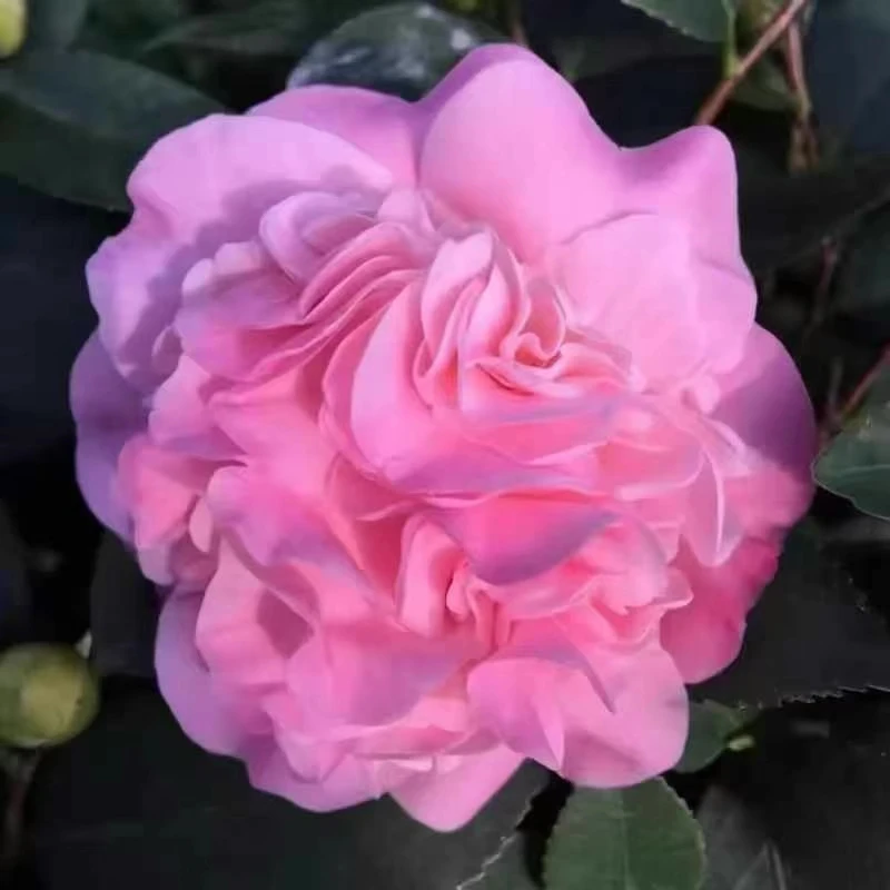 香茶适合室外阳台地栽