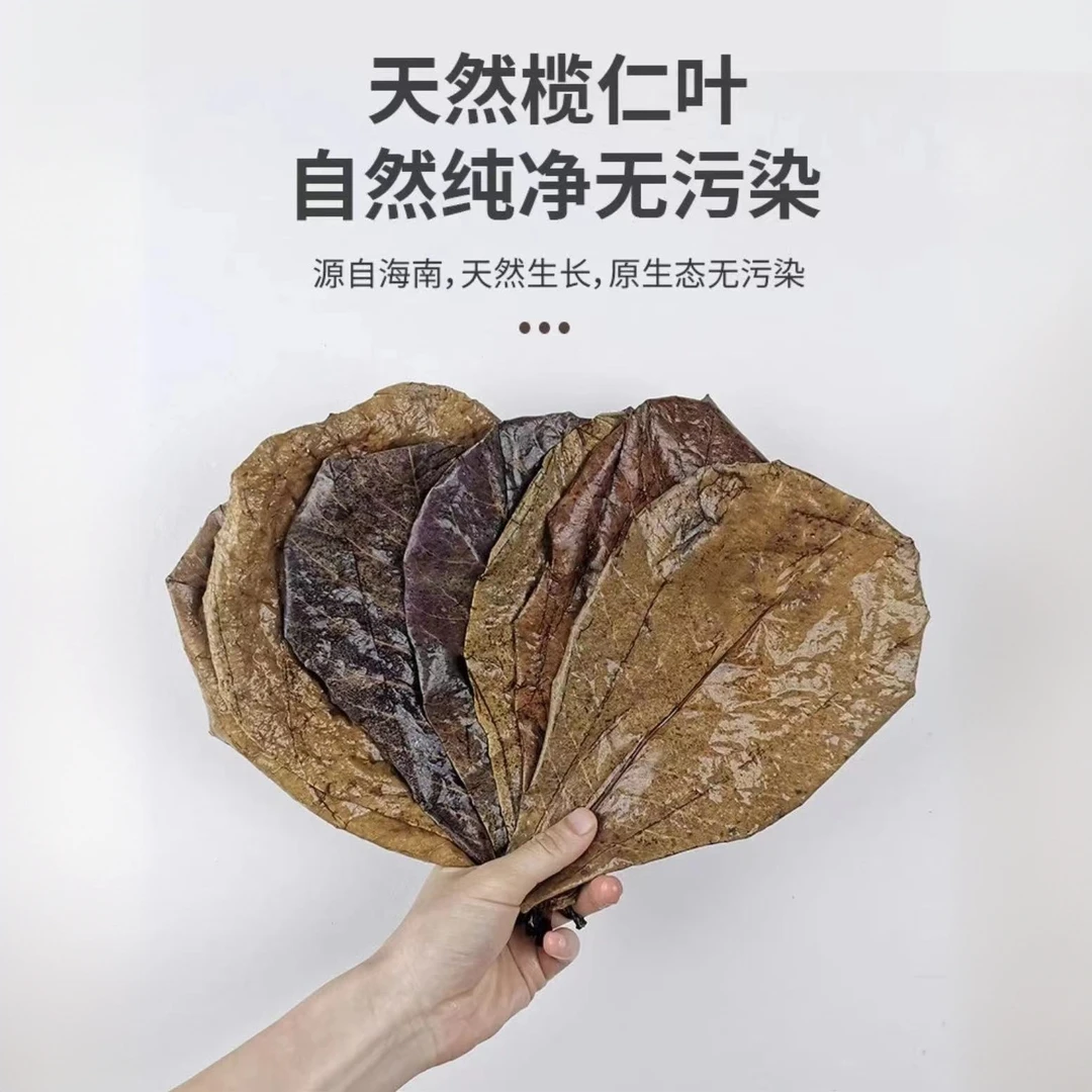 榄仁叶降酸调节Ph值水族橄榄叶懒人叶斗鱼稳定水质改善酸性测试