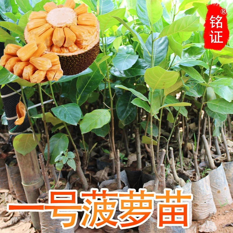 菠萝蜜树苗马来西亚1号四季嫁接红黄肉干苞木菠萝蜜果苗当年结果