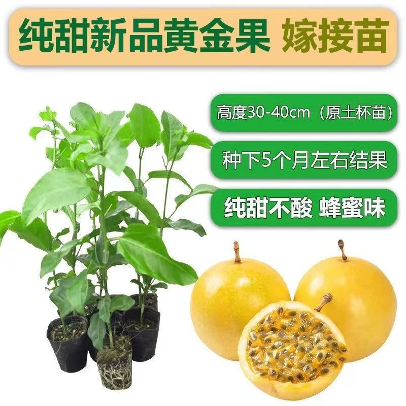 广西黄金百香果苗百香果树果苗纯甜四季结果盆栽爬藤南方阳台种植