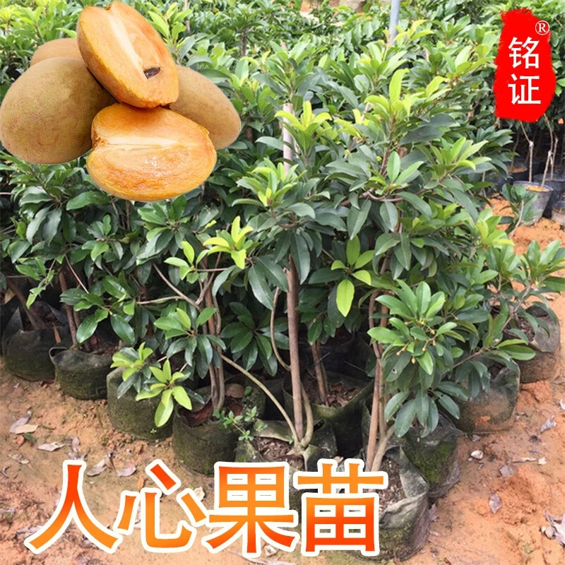 广西人心果树苗品种水果王超甜南方北方盆栽人参果苗当年结果观赏