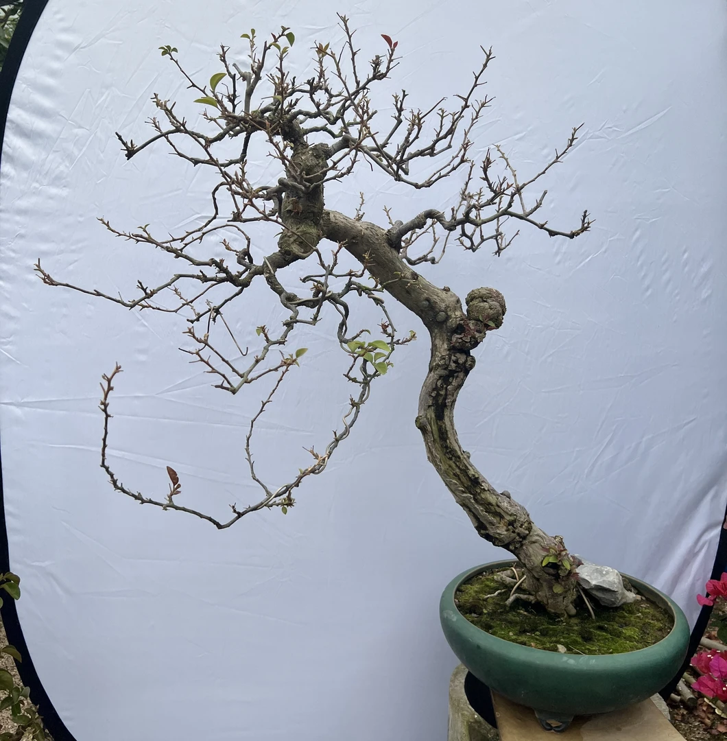 【上官家】三角梅《四季红》老桩 文人风 年功桩寒枝 茶室 喜光照好养