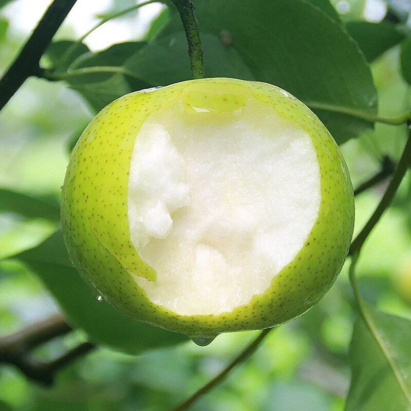 【现摘现发】新鲜砀山青梨蜜梨苹果梨翠玉梨新鲜5斤9斤青梨子水果