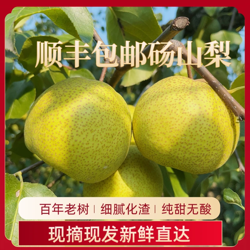 【顺丰发货】砀山正宗酥梨当季鲜果脆甜多汁皮薄新鲜梨水果雪梨