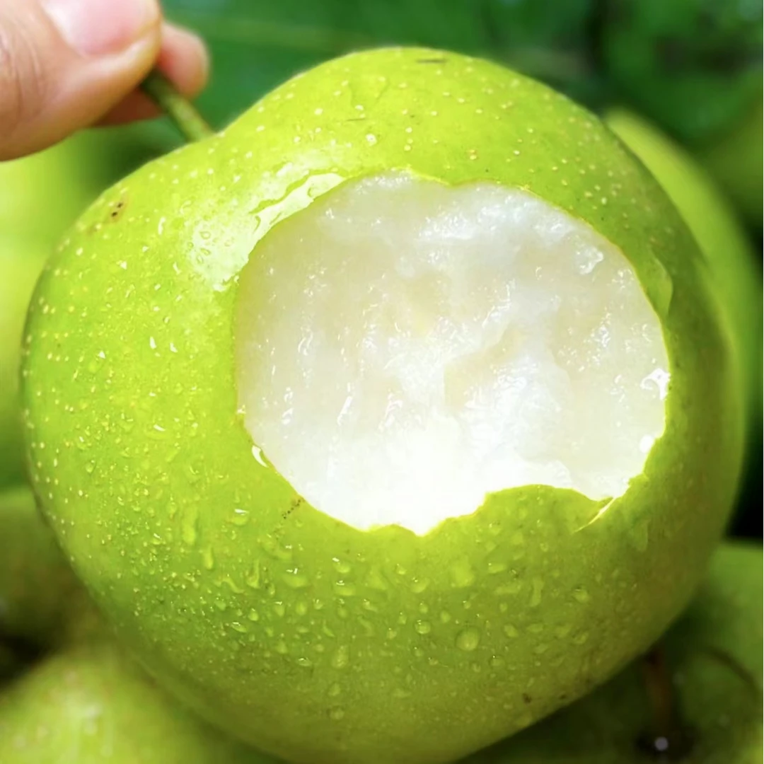 【包邮】新鲜砀山青梨蜜梨皇冠梨翠冠梨青梨子水果甘甜多汁