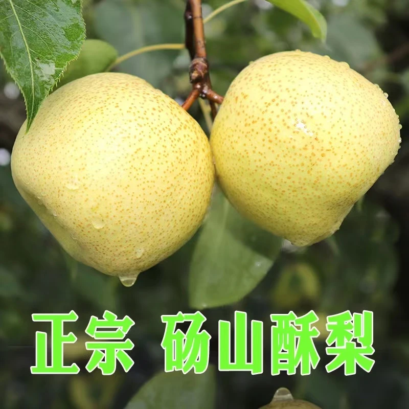 【包邮】砀山正宗酥梨脆甜多汁皮薄整箱新鲜甘甜水果梨子雪梨