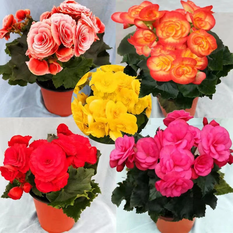 【特大盆】    丽格海棠  喜阴 适合室内养的小型花卉