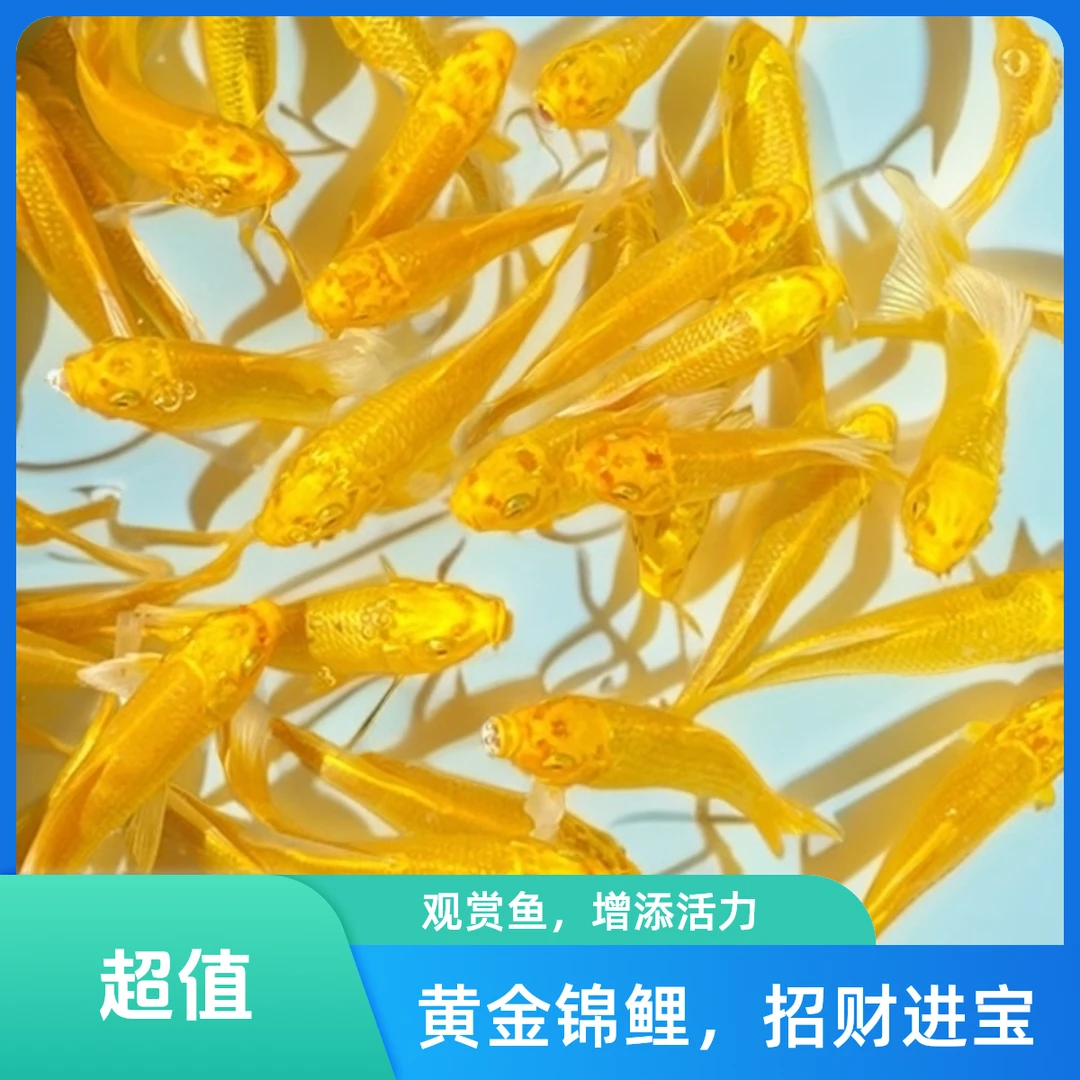 金鱼活鱼冷水发货淡水观赏鱼好养耐活小型大型黄金龙凤龙睛金鱼