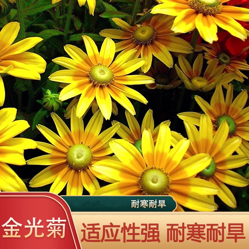 金光菊四季易活多年生庭院室外盆栽景观绿化花卉耐寒