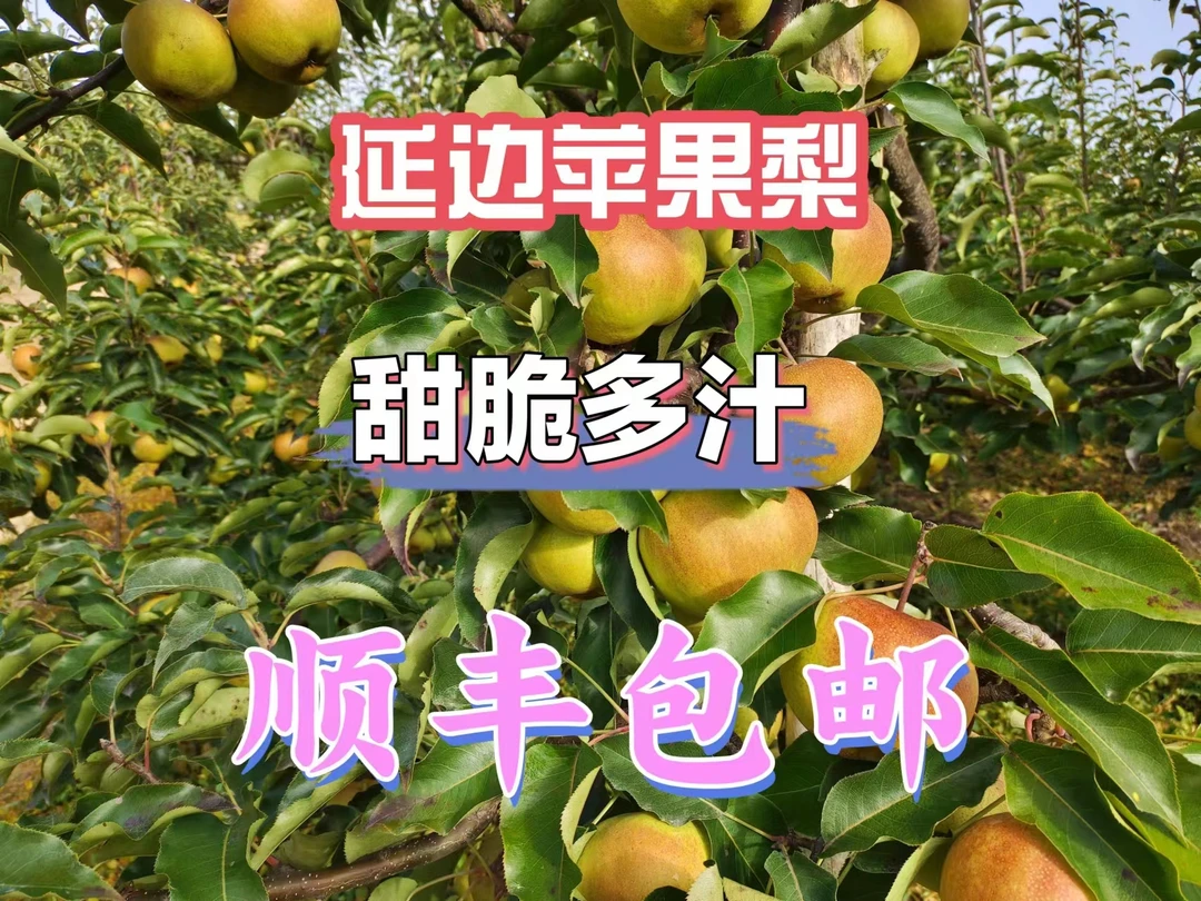 正宗延边苹果梨水润多汁口感脆甜可做冻梨