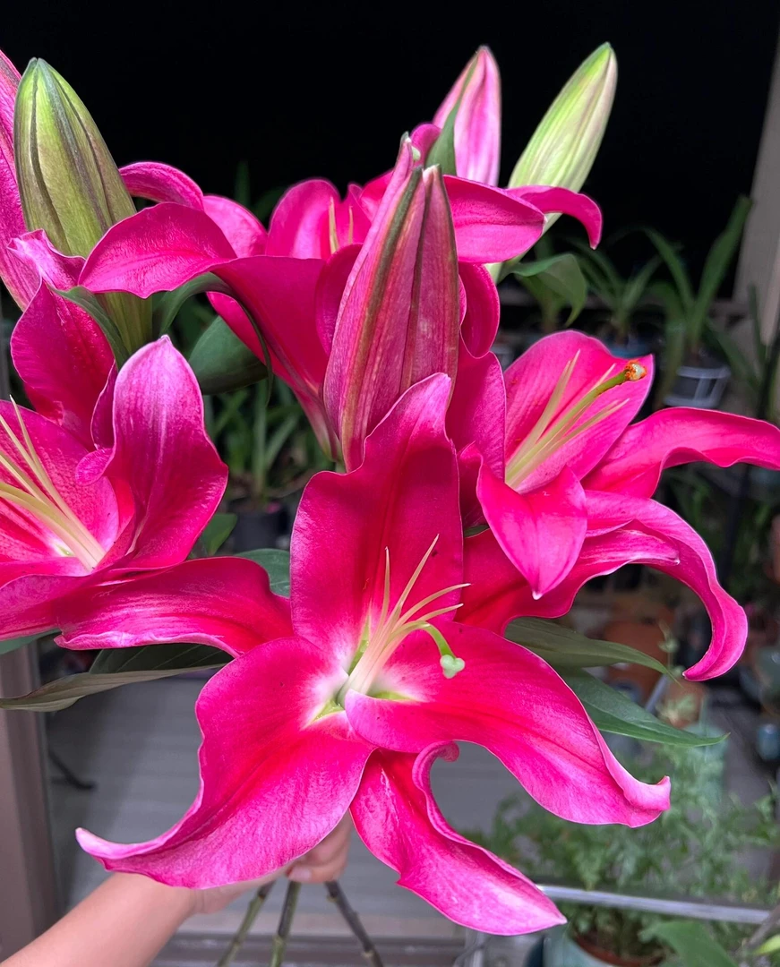 【繁花似锦甄选】【香水百合火石】东北基地直发速递包邮好养水生鲜花
