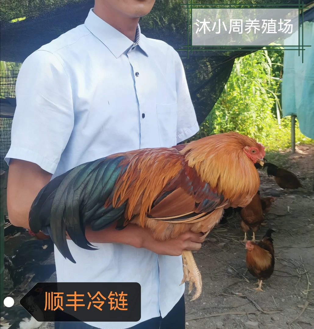 250天正宗散养走地鸡吃五谷杂粮长大3.5斤以上@沐小周农家散养