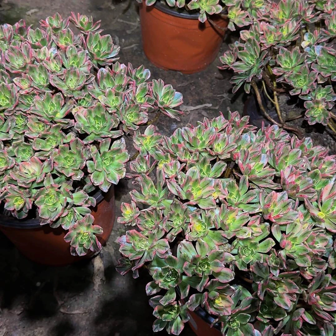 23.8甜茶老桩新人特价福利