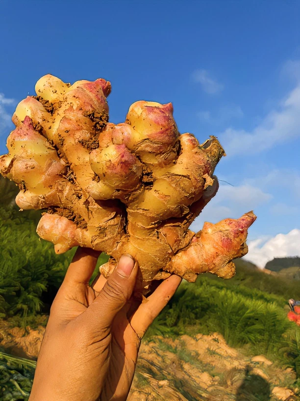 【地头价】正宗云南高山小黄姜2025新姜 （坏果包赔）