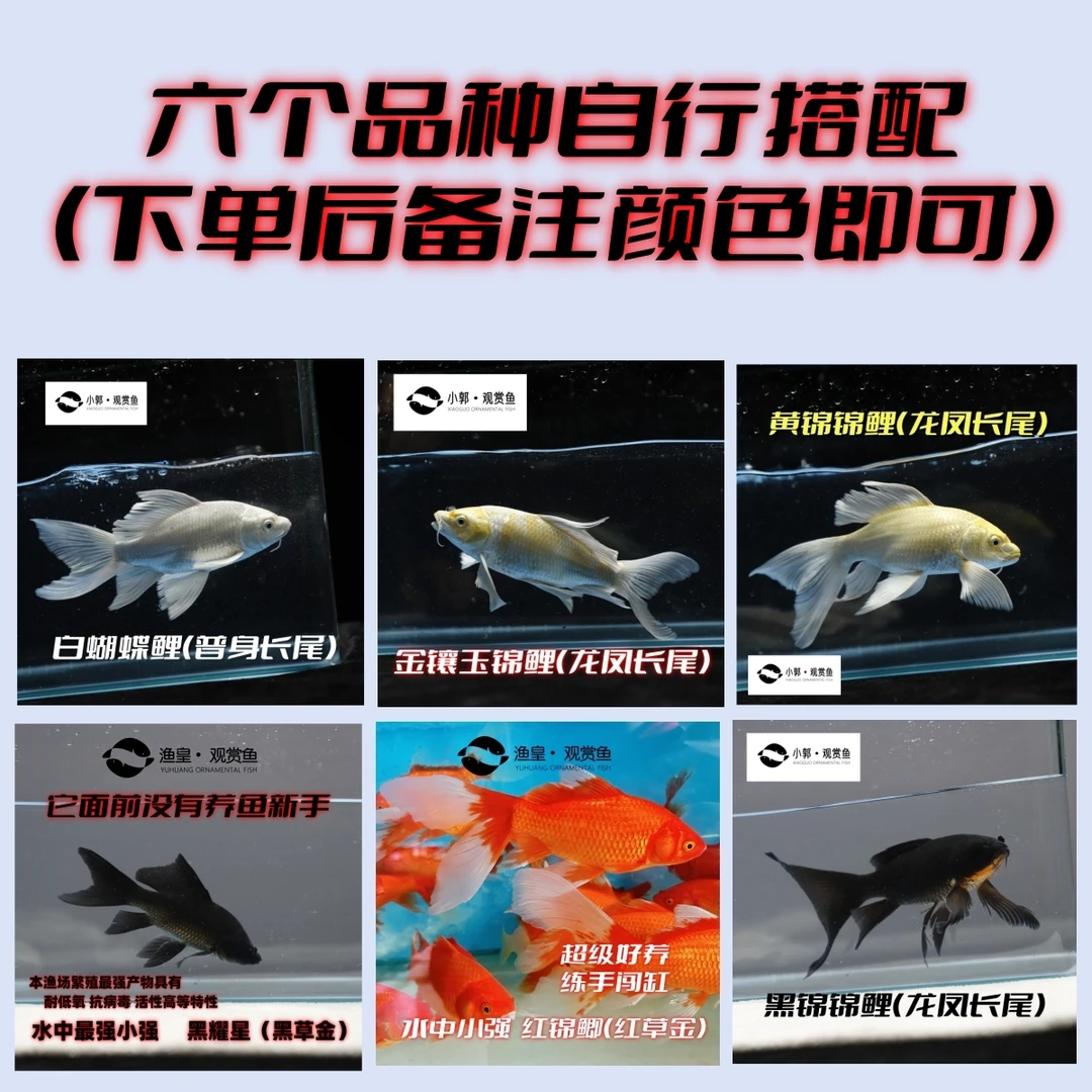 小活鱼苗活体锦鲤金鱼冷水花好养易活红白三色昭和黑白黄纯种观赏