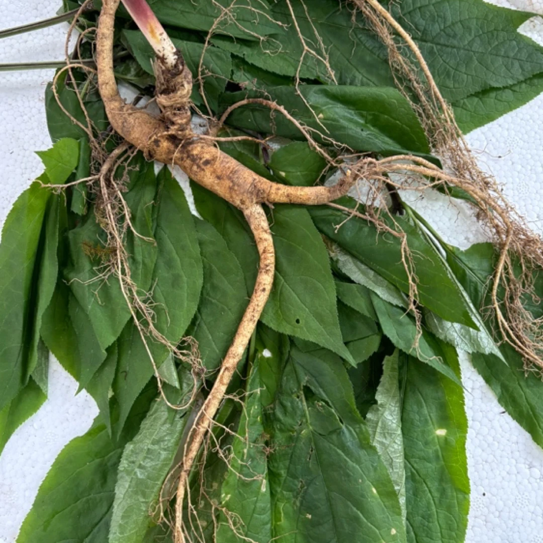 新鲜林下山参现货顺丰发货生鲜产品按需购买100%纯正人参