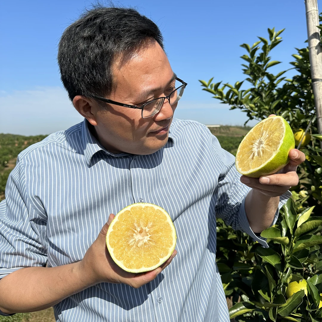 【顺丰专属】江西泰和井冈西柚5斤/10斤礼盒装（含包装）天然清甜多汁