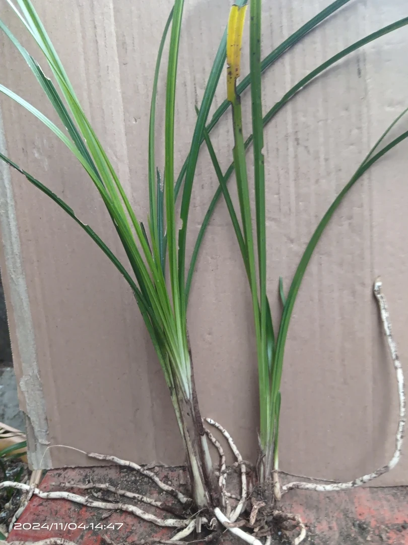 国兰资源送春，一物一拍