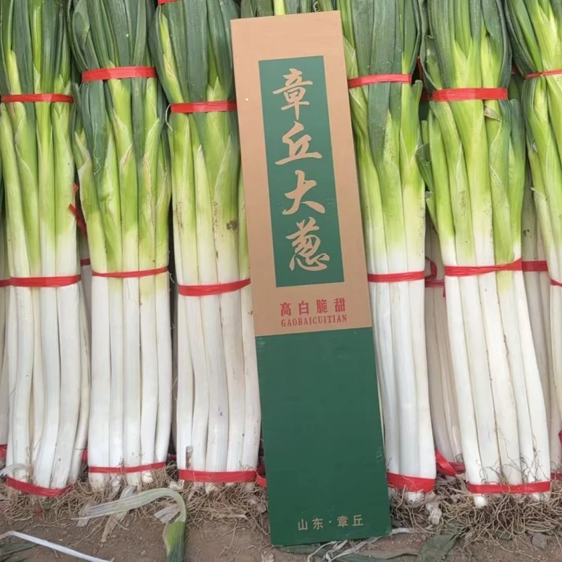 【保绪】山东章丘大葱4.5斤装（约5-8棵）