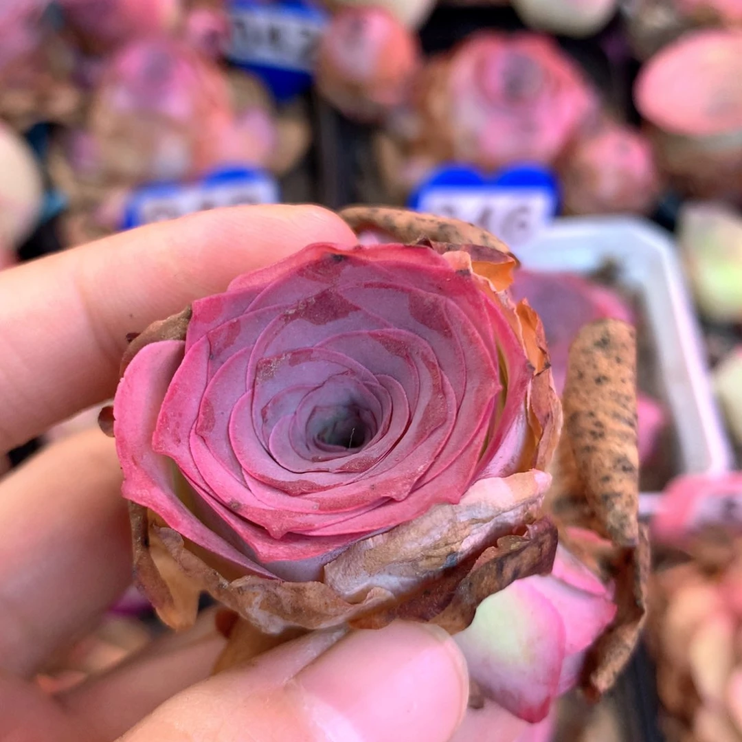 一物一拍星辰玫瑰117