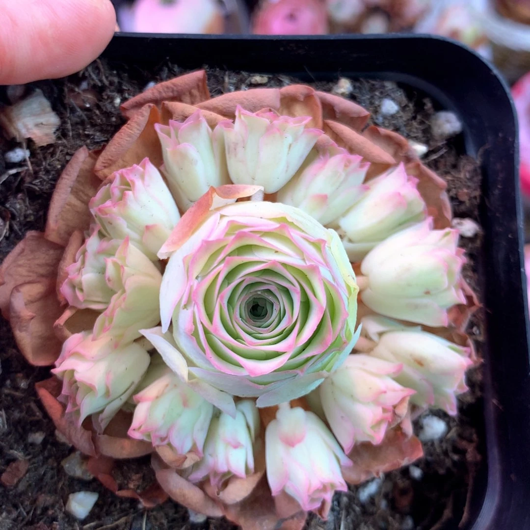 一物一拍星月0010