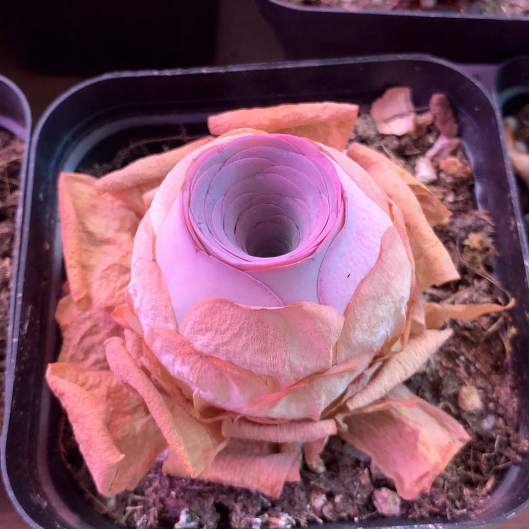 泽*一物一拍盛夏112233