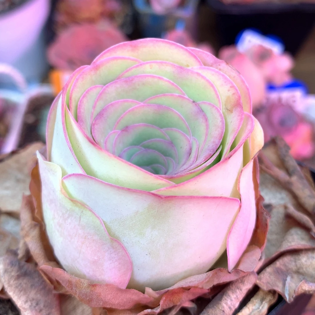 一物一拍月影寒027