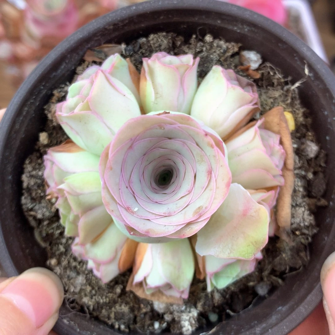 一物一拍殊帕0056